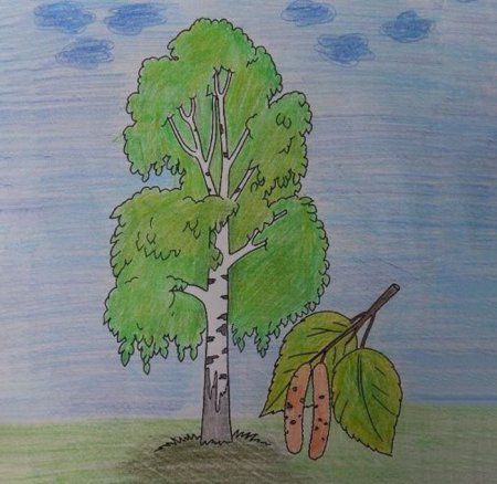 Береза рисунок