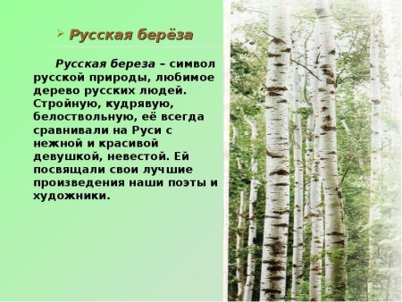 Моё любимое дерево берёза