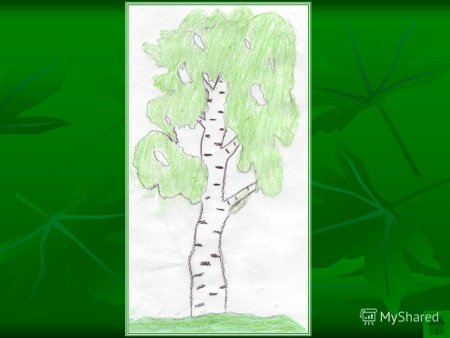 Берёза рисунок карандашом