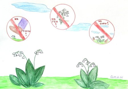 Плакат береги растения