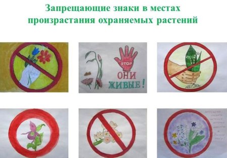 Запрещающие знаки в местах произрастания охраняемых растений