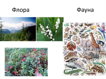 Флора и фауна