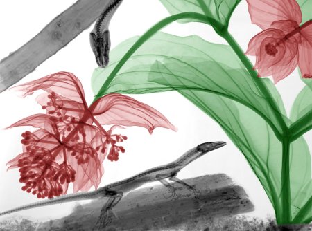 Рисунки на тему Флора и фауна