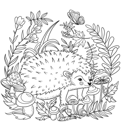 Еж раскраска