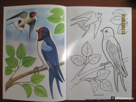 Перелетные птицы рисунок