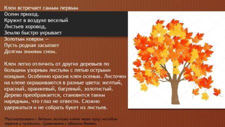 Клён интересные факты для детей