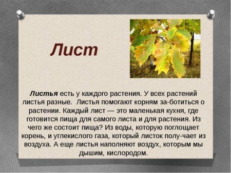 Маленький рассказ о листьях
