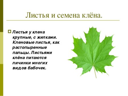 Характеристика листа клена