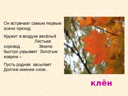 Рассказ про листья
