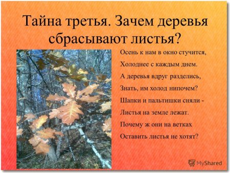 Зачем деревья сбрасывают листья осенью