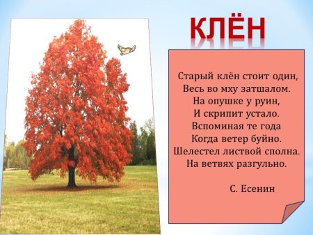 Стихи про деревья