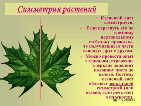 Форма листовой пластинки клена остролистного