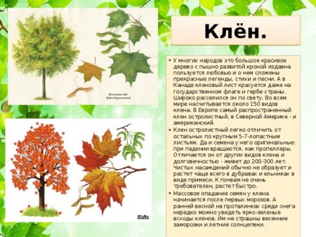Клен описание для гербария для детей