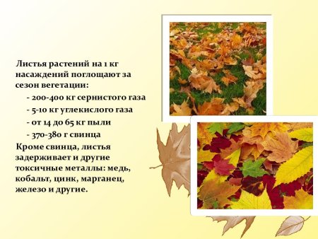 Презентация опавшие листья