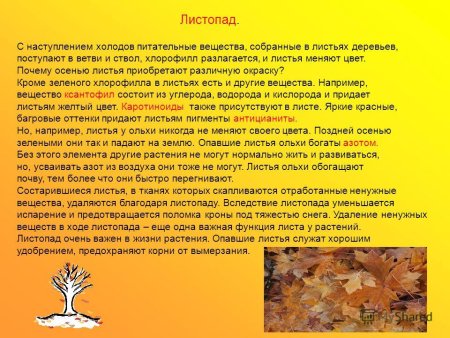 Сообщение о листопаде