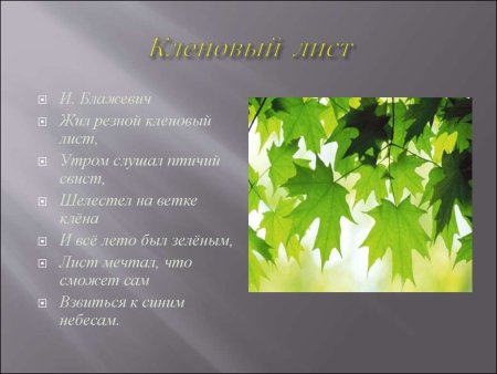 Описание кленовавв листа