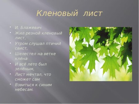 Описание кленового листа