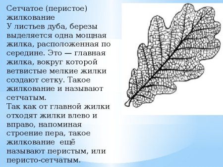 Жилкование листа дуба