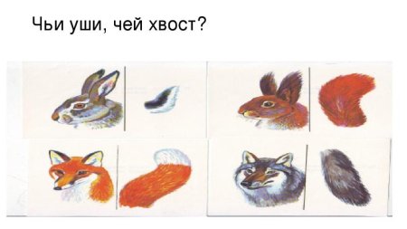 Игра чей хвост чьи уши Дикие животные
