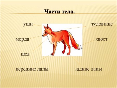 Строение тела животных