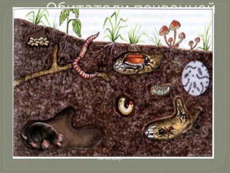 Обитатели почвенной среды 5 класс биология