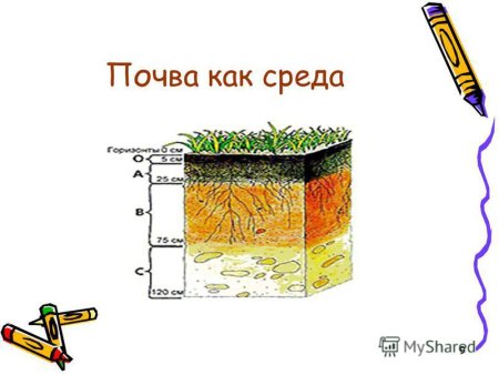 Почва как среда жизни