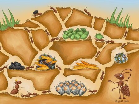 Муравейник Лесной в разрезе