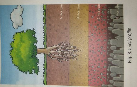 Почва для детей