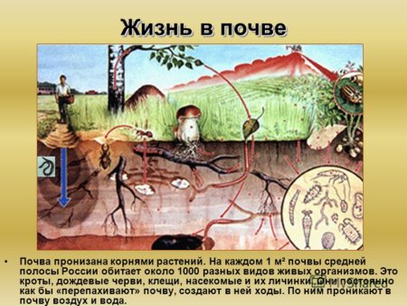 Растения обитающие в почве