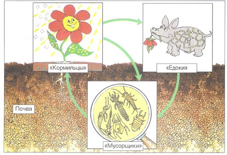 Цепи питания в почве