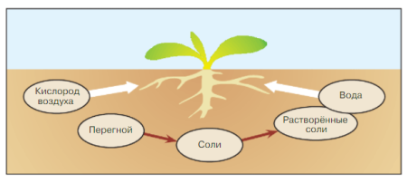Почвенные животные