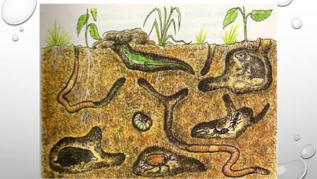 Почва задания для дошкольников