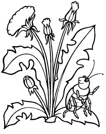 Растения. Раскраска