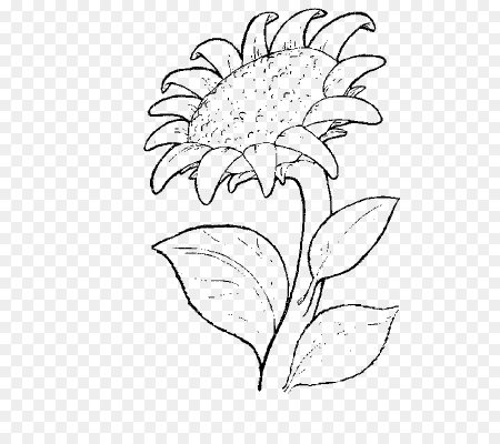 Красота растений раскраска