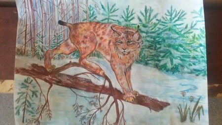 Рисунок тайги детский