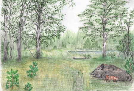 Тундра рисунок для 4 класса