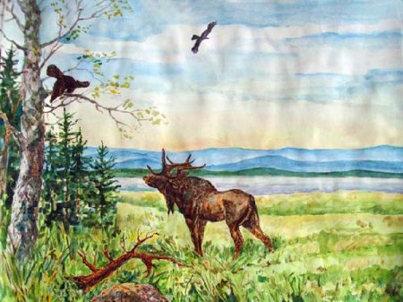 Животные тайги раскраска