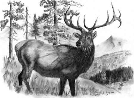 Густой зелёный ельник у дороги