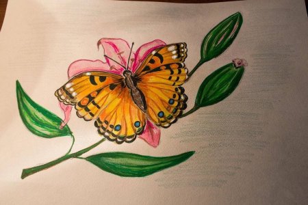 Бабочка рисунок карандашом