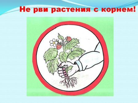 Рисунок на тему охрана растений рисунок (49 фото)