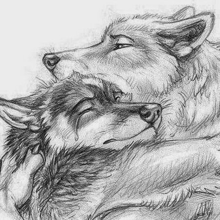 Волк обнимает волчицу