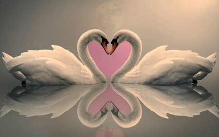 Лебеди сердечком