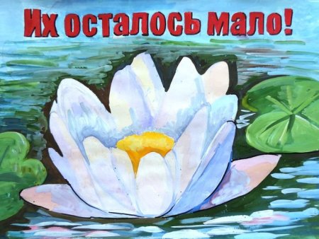 Красная книга глазами детей