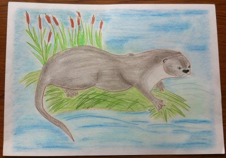 Нарисовать животное из красной книги