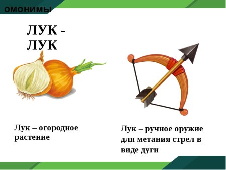 Лук и луг это омонимы