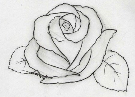 Рисунки карандашом на свободную тему