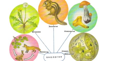 Что изучает биология