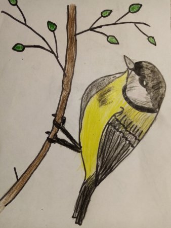 День рисования птиц