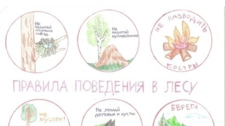 Правила поведения в лесу рисунок