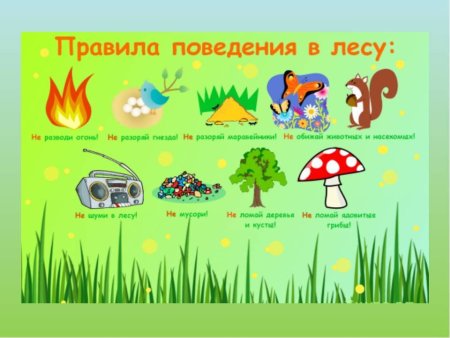 Правила поведения в лесу